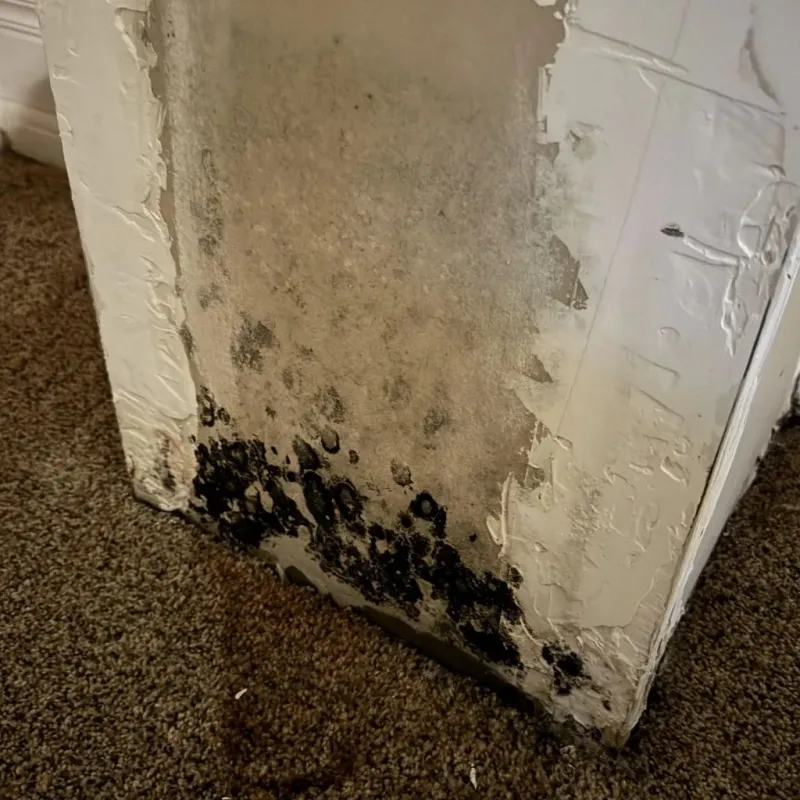 Professional Mold Removal in Mineola, TX